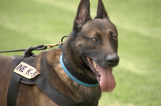 Imagen de unos de los elementos del cuerpo canino del INE